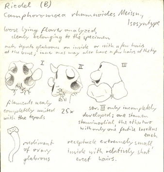 Vorschaubild Camphoromoea rhamnoides Meisn.